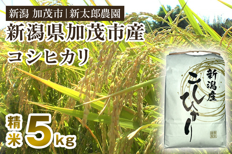 
【令和6年産新米先行予約】新潟産コシヒカリ 精米 5kg（5kg×1袋）コシヒカリ 新潟産 米 お米 白米 有機肥料で育ったこだわり米 加茂市 新太郎農園
