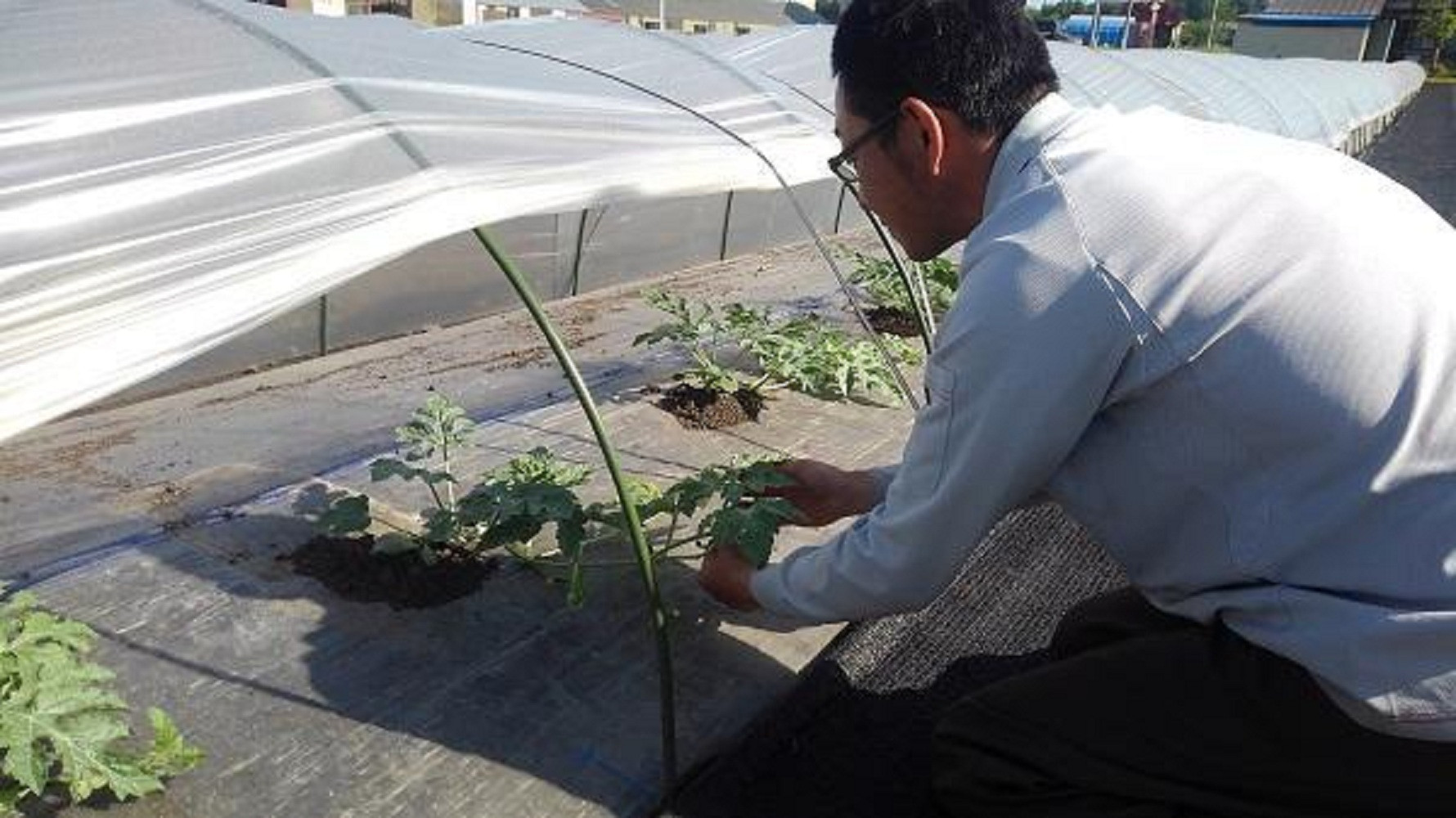 2026年7月下旬発送予定　野菜ソムリエサミット金賞受賞　清水農園の大玉スイカ（1玉）