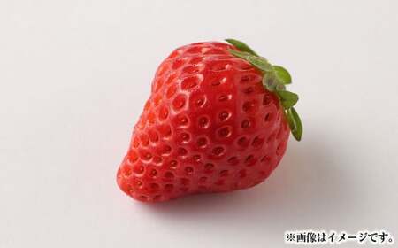 熊本県宇城市産 イチゴ 恋みのり 250g×4パック  合計約1kg 【2026年2月上旬発送開始】 いちご 苺  こいみのり 果物 くだもの フルーツ 果実 果肉 おやつ 熊本県産