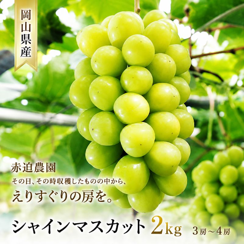 ぶどう シャインマスカット 2kg  3房～4房 1房 約500g～600g 葡萄 フルーツ 岡山 高梁市産 赤迫農園 2026年 先行予約