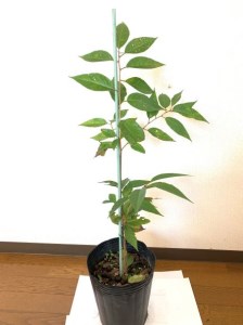 吉野山の桜の苗木 1年生 [BRBZ002]