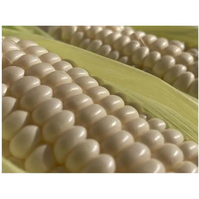 とうもろこし 富良野産 ホワイトショコラ 白 特大 とうもろこし【12本 約5kg】