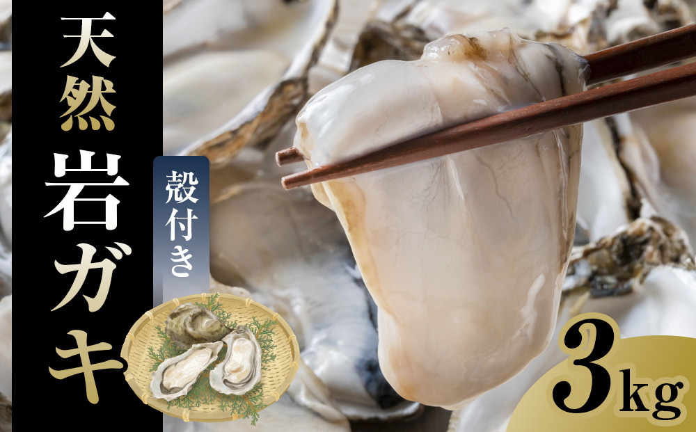 129.【先行予約】天然岩ガキ　3kg（殻付き）岩がき　牡蠣◇　※2025年6月～8月上旬頃に順次発送予定 ※北海道・沖縄・離島への配送不可 313726_AN031