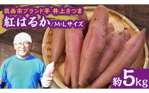 
            【 よしのいも 】井上さつま 「 紅はるか 」 M・Lサイズ 約5kg ( 土なし ) 特別栽培 特別栽培農産物 完熟 さつまいも いも おいも 焼き芋 芋 おやつ まごころ野菜よしの [DX013ci]
          