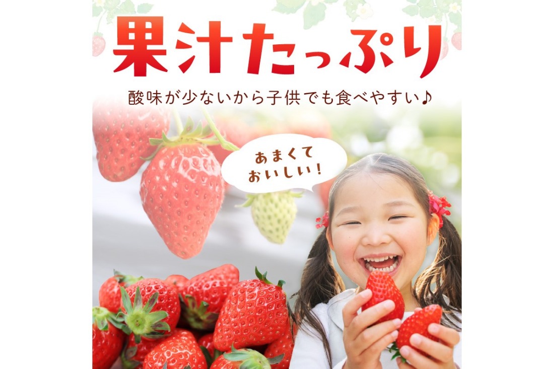 【先行予約／数量限定100】【特選】京都・まつみやファームの大粒いちご（あきひめイチゴ）15～20粒（2025年2月上旬～発送）　MY00001