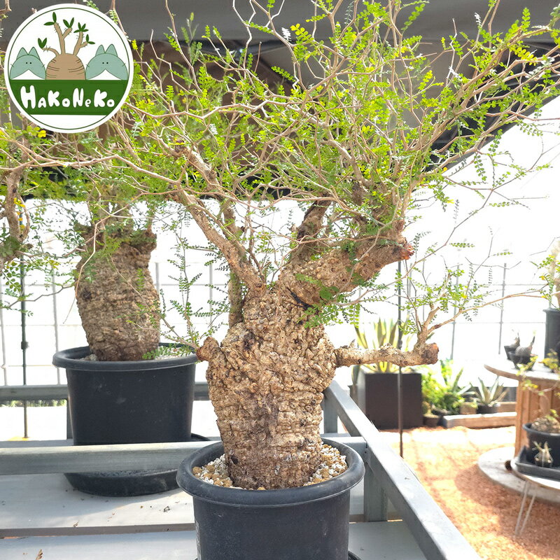 【ふるさと納税】オペルクリカリア・パキプス「塊根植物の王様」(発根管理済) Z8｜観葉植物 コーデックス 盆栽 鉢植え インテリア ハコネコ [0594r]