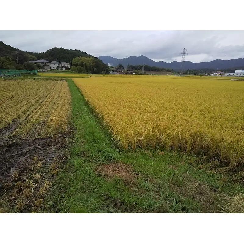 京都 丹後産コシヒカリ（玄米5kg）農家直送 こしひかり