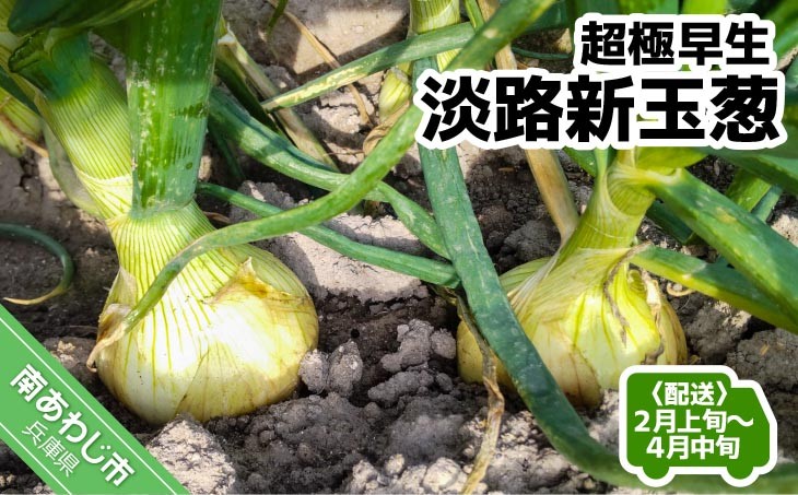 
                  【量が選べる！新玉予約！】超極早生新玉葱「福寿玉ねぎ」　◆配送２月上旬～４月中旬
                