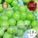 【ふるさと納税】【2025年 先行予約】山梨県都留市産 朝採れ シャインマスカット 2〜3房（約1.0kg以上）｜ 数量限定 送料無料 山梨 ぶどう シャイン やまなし 新鮮 農家直送 都留市 種なしブドウ マスカット