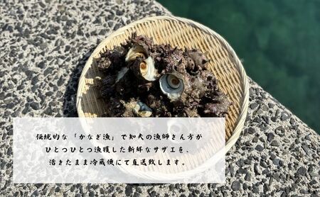 【知夫里島獲れ天然活さざえ3kgセット】隠岐諸島の新鮮なさざえをお届けします!  冷蔵便 サザエ 栄螺 貝 海鮮 BBQ さざえご飯 つぼ焼き 刺身 バーベキュー ギフト