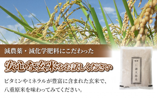 【令和8年産 新米】八重原産コシヒカリ玄米「謙太郎米」1kg お試し｜特別栽培米（減農薬・減化学肥料栽培）【太陽と大地】