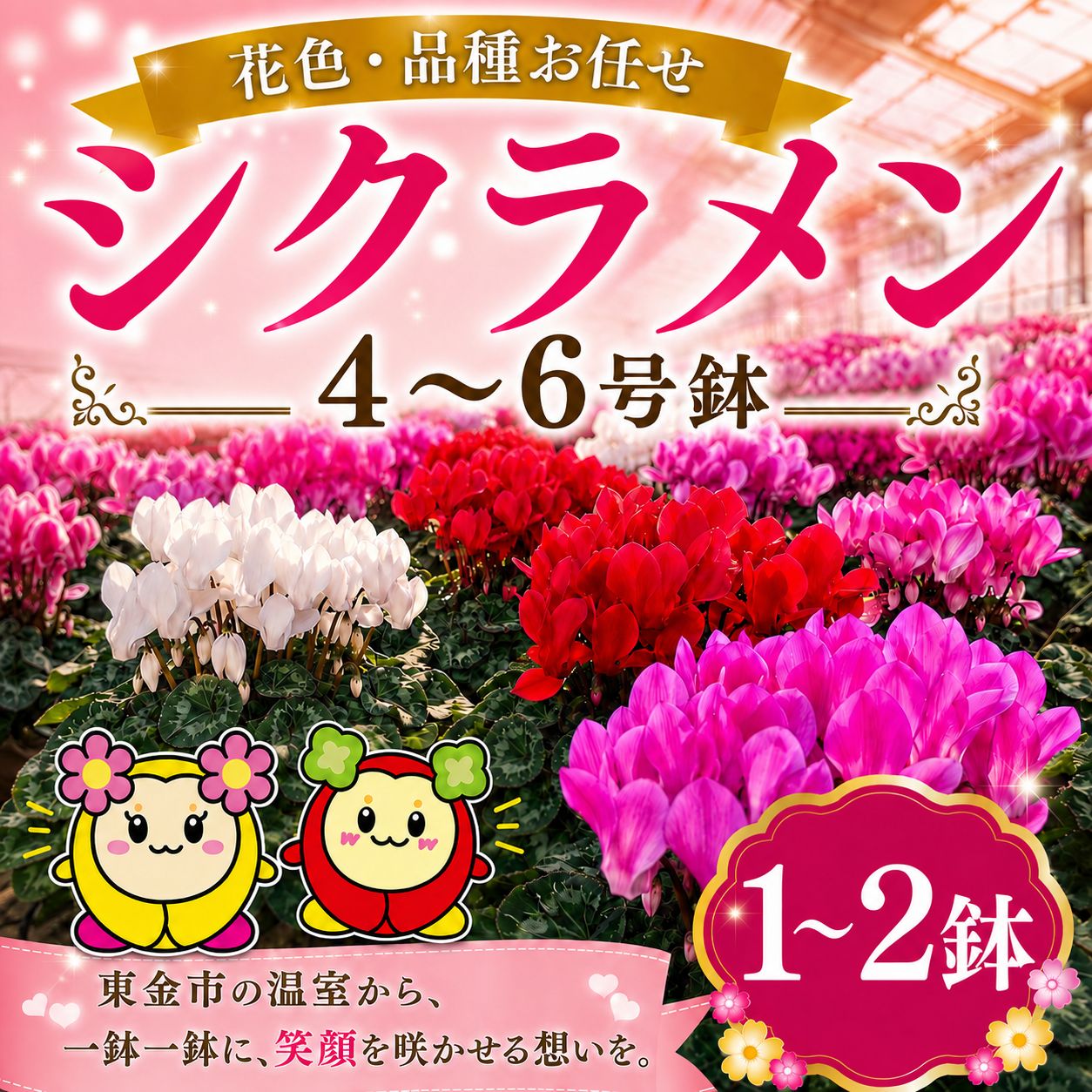 【ふるさと納税】 シクラメン 花色 品種 お任せ 4～6号 1～2鉢 鉢植え 室内 玄関 花苗 お花 温室 鉢 ガーデニング 園芸 家庭園芸 花育 ベランダ プランター栽培 ピンク 赤 むらさき 白 カラー キレイ ギフト 贈答 プレゼント シーズン 四季 季節 冬 フラワー 山岸 千葉 東金