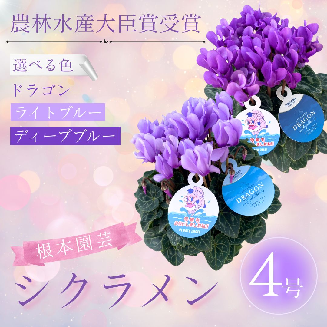 【ふるさと納税】【先行予約】シクラメン 4号鉢 選べる種類 花 お花 ガーデンシクラメン ブルー 青 4号 花ギフト フラワーギフト 鉢花 鉢植え ギフト プレゼント 贈答 農林水産大臣賞受賞 根本園芸