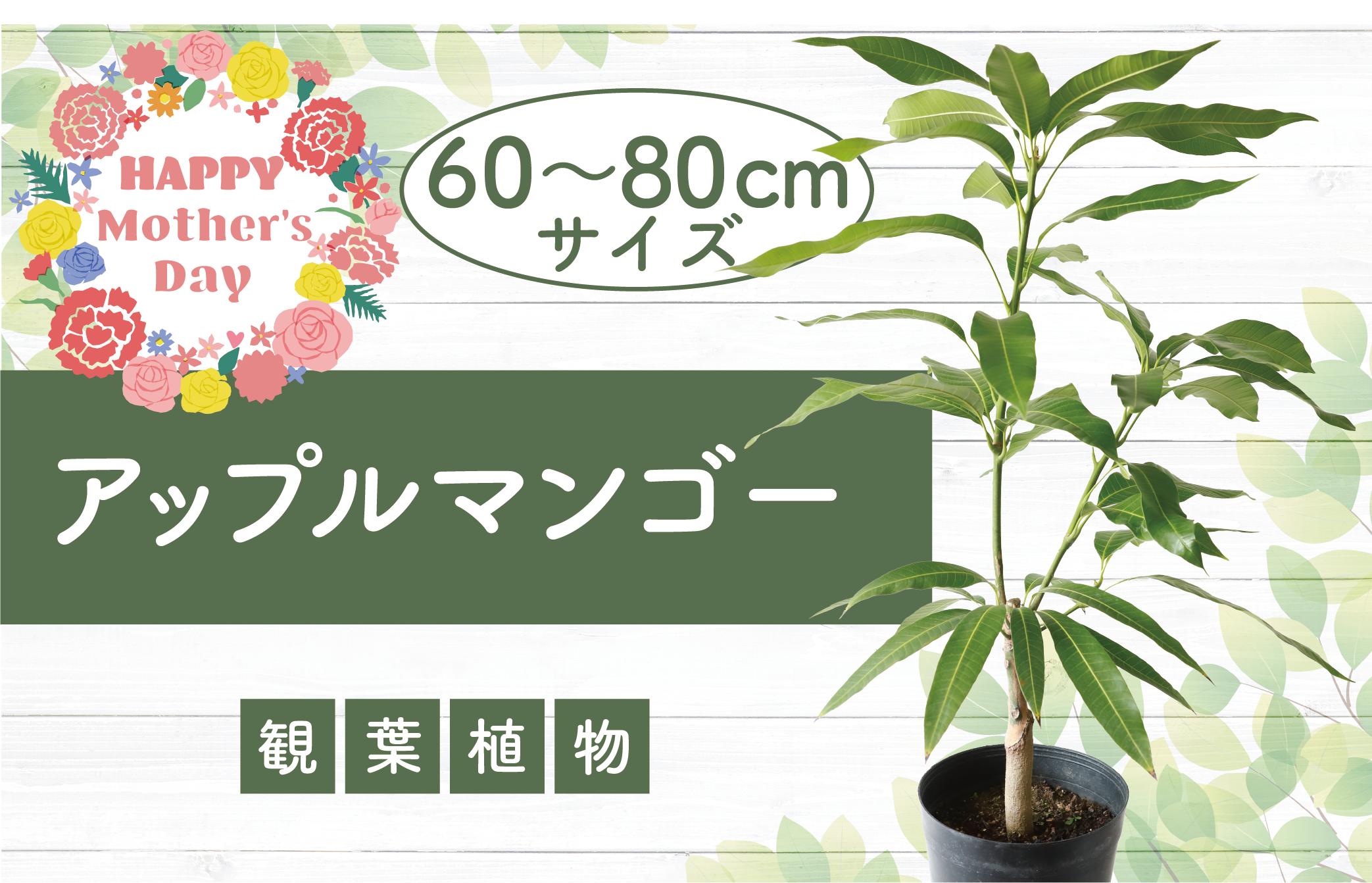 
            【母の日ギフト】【観葉植物】アップルマンゴー苗木60cm～80cm(アーウィン種)3～4年生苗(前園植物園/025-1362m) 南国鹿児島県で育った 観葉植物！植物 鉢付 インテリア 室内 オフィス おしゃれ プレゼント ギフト マイナスイオン【配送不可地域：北海道・沖縄県・離島】
          