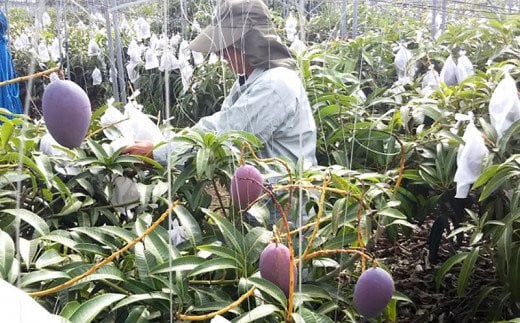 【2025年発送・訳あり】ミナミマンゴーハウスのアップルマンゴー約1kg - 先行 沖縄県産 産地直送 南国フルーツ 旬の味覚 季節の果物 ご自宅用 訳アリ 沖縄マンゴー 沖縄県 八重瀬町