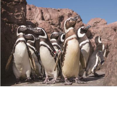 ふるさと納税 上越市 新デザイン登場!!上越市立水族博物館ペンギンの羽キーホルダー |  | 01