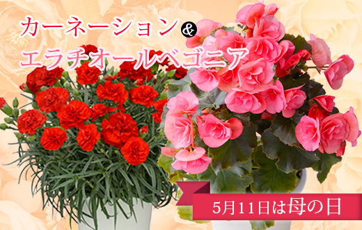 【先行受付：令和7年5月11日の母の日】 高原町のカーネーション＆エラチオールベゴニア 母の日直前にお届け　 TF0375-P00024