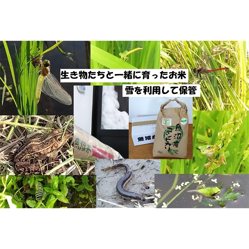 
                  [№5762-1378]【令和8年産 先行予約】 玄米 5kg 魚沼産コシヒカリ こしひかり 有機栽培・生態系保全・再生可能エネルギー・エコファーマー・生産工程管理
                