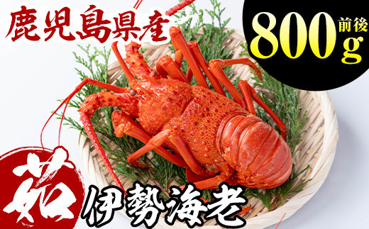 No.1213 鹿児島県産の天然ボイル伊勢海老(800g前後) 国産 九州産 鹿児島県産 エビ えび 海老 伊勢えび 伊勢エビ ボイル 天然 冷凍 おかず おつまみ 旬 数量限定【家むら】【1213】