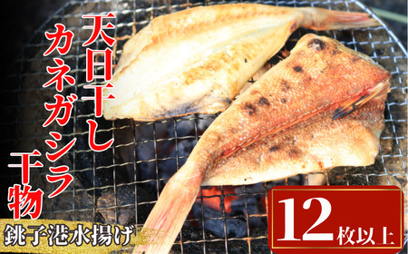  干物 カネガシラ切身干物 4パック 干物