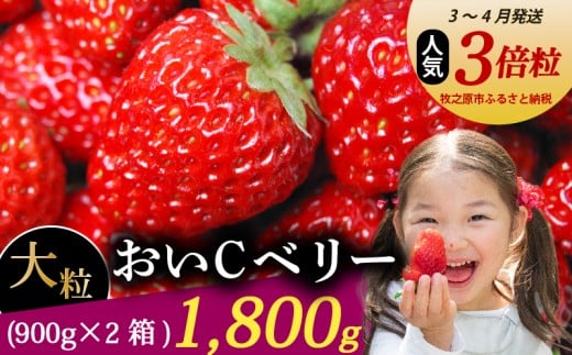 【3～4月発送】 おいCベリー 超大粒 1800g いちご 冷蔵発送 おいcベリー 苺 イチゴ 2箱 ゆりかーご 土耕栽培 フルーツ 果物 スイーツ デザート 朝摘み ストロベリー おやつ 完熟 直送 ギフト 家庭用 贈答用 贈答 ギフト 贈り物 甘い ブランド ジャム アレンジ 農家直送 ベリー 産地直送 国産 おすすめ 森木農園 静岡県 牧之原市 ~土耕栽培だから濃くて甘い!~