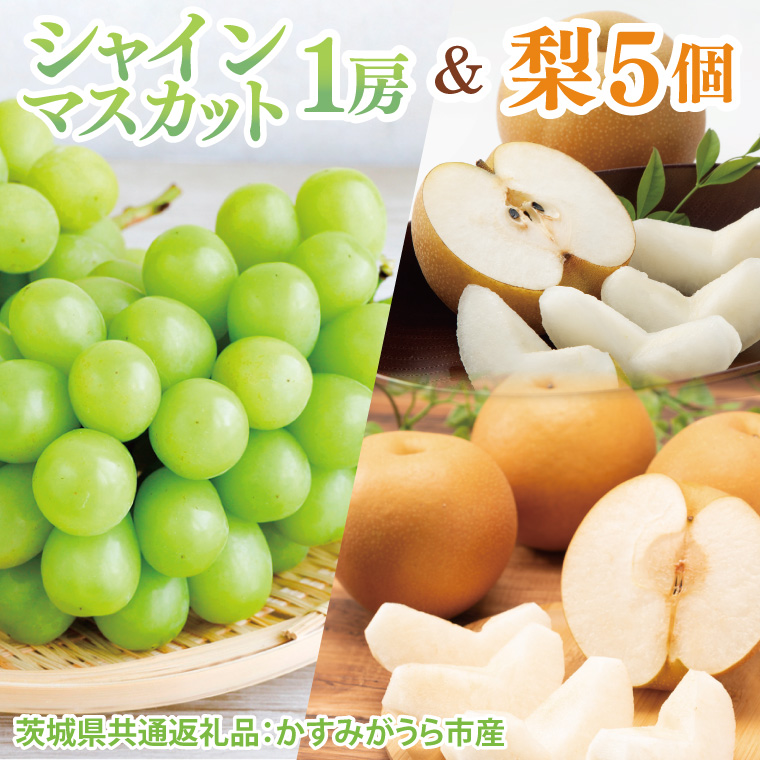 【先行予約】【2025年8月より順次発送】シャインマスカット1房と梨5個（茨城県共通返礼品：かすみがうら市産）｜マスカット 種なし なし 幸水 豊水 新高 にっこり フルーツ 果物 くだもの セット 数量限定 茨城県 大子町（CD129）