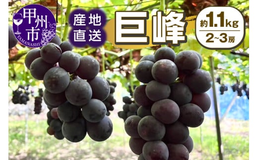 甲州市産 産地直送 巨峰 約1.1kg（2～3房）【2025年発送】（SSI）B-1831【巨峰 ぶどう 葡萄 ブドウ 令和7年発送 期間限定 山梨県産 甲州市 フルーツ 果物】