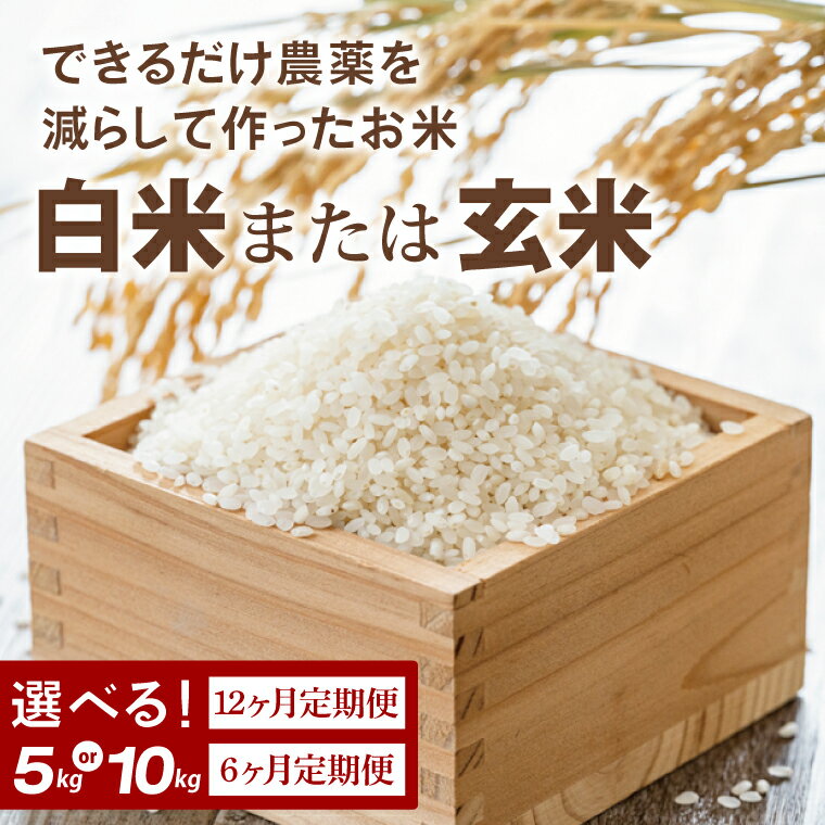 【ふるさと納税】【2026年9月下旬より順次発送】【選べる内容量・定期便】【できるだけ農薬を減らして作ったお米】令和8年産こしひかり(白米または玄米)｜米 こしひかり 新米 定期便(BI-78)