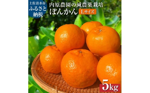 【令和８年発送】内原農園の減農薬栽培 ぽんかん（Lサイズ）5キロ 贈答用 みかん 蜜柑 ミカン 柑橘 かんきつ ポンカン フルーツ オレンジ 果物 くだもの 果汁 甘い ジューシー 土佐清水市【R01097】