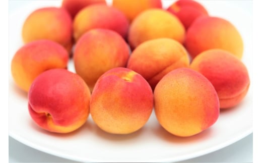 【2025年先行予約】数量限定 あんず ハーコット(生食/皮ごとOK) 計約2kg(約500g×4パック) 杏子 アプリコット 信州 長野県 千曲市