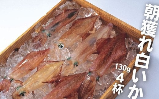 【島獲れ白いか】ブランドイカ 白いか130g 4杯セット