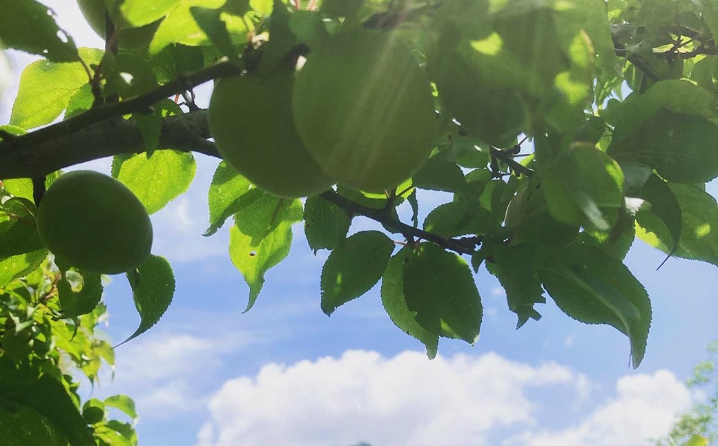 極源流米 計15kg（5kg×3袋） 令和7年度産 夢つくし 元気つくし