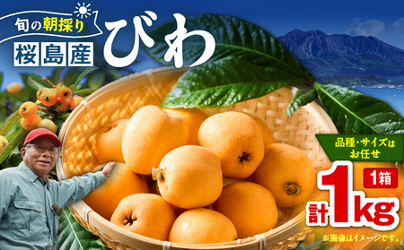 旬の朝採り！ 鹿児島 桜島産びわ 1箱（秀品） K343-001 果物 フルーツ