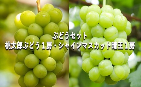 ぶどう 【2026年 早期受付】 ぶどうセット  桃太郎ぶどう 1房・ シャインマスカット 晴王 1房（合計約1kg）  岡山県産 シャインマスカット