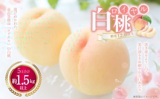 白桃 5玉（1.5kg以上） 等級：ロイヤル 木箱入り 【2026年7月上旬～8月上旬迄発送予定】 桃 モモ もも 果物 くだもの フルーツ 冷蔵 国産