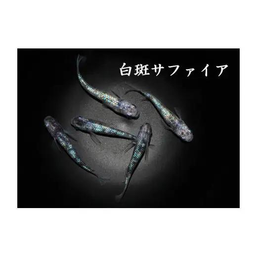 メダカ「白斑サファイア」3ペア