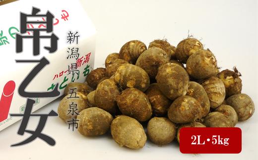 さといも「帛乙女（きぬおとめ）」 2L・5kg 五泉ブランド野菜 里芋 サトイモ 贈答用 新潟県 五泉市 五泉市園芸組織連絡協議会