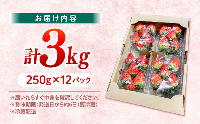 【大玉色鮮やか！】西海市産いちご「おおきみ」3kg（250g×12パック）＜武藤農園＞ [CFV006]