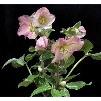 ふるさと納税 藤枝市 クリスマスローズ鉢植え 氷の薔薇ロゼッタ4.5号 |  | 03