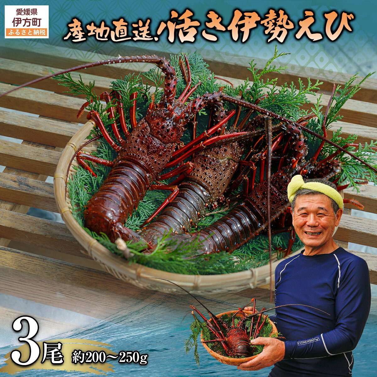 【ふるさと納税】【先行予約】【数量限定】産地直送！活き伊勢えび 約200～250g×3尾 ※北海道・東北地方・沖縄・離島への配送不可（2025年9月上旬頃より順次発送） 【人気 おすすめ ランキング 伊勢海老 伊勢えび 伊勢エビ 活き 海鮮 新鮮 愛媛県 伊方町 送料無料】 IKTJ009