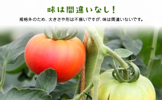 7月3日まで！！！ ＼数量限定／ 坪井農園 こだわりトマト【訳あり】3.5kg 期間限定 限定 トマト とまと 訳あり 訳アリ 不揃い ふぞろい 不揃いトマト 不揃いとまと 期間限定 人気 規格外 3