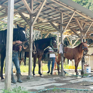 Shiina Riding Club　引き馬体験10分程度【茨城県 北茨城市 アクティビティ おでかけ レンタル 体験 チケット 馬】（DA002）