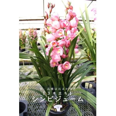 
                  シンビジューム＜3本立ち＞【1602493】
                