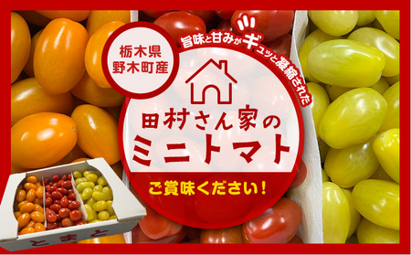 田村さん家のミニトマト約2kg【栃木県野木町産】田村農園《11月上旬-7月下旬に出荷予定(土日祝除く)》トマト ミニトマト 野菜 新鮮 リコピン ビタミン 美容