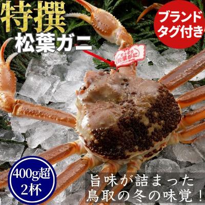 ふるさと納税 八頭町 【活物】特撰 松葉がに(タグ付き)400g超 お手頃サイズ　2杯