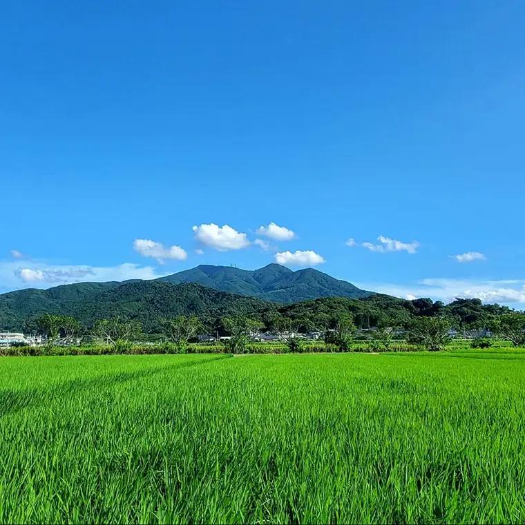 ＜お歳暮熨斗付＞花の井 飲み比べ セット 酒 お酒 飲み比べ のみ比べ のし 熨斗 ギフト 贈答  桐箱 お歳暮 御歳暮 日本酒 茨城県 [AD010sa]