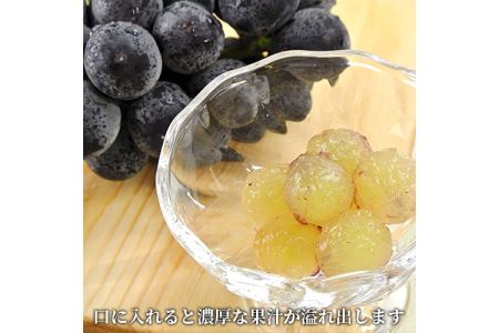 【先行予約】【数量限定】宮内果樹観光園のニュー巨峰 約1kg ぶどう 2～3房 | フルーツ 果物 くだもの ブドウ 葡萄 巨峰 ニュー巨峰 産地直送 国産 大分県 中津市