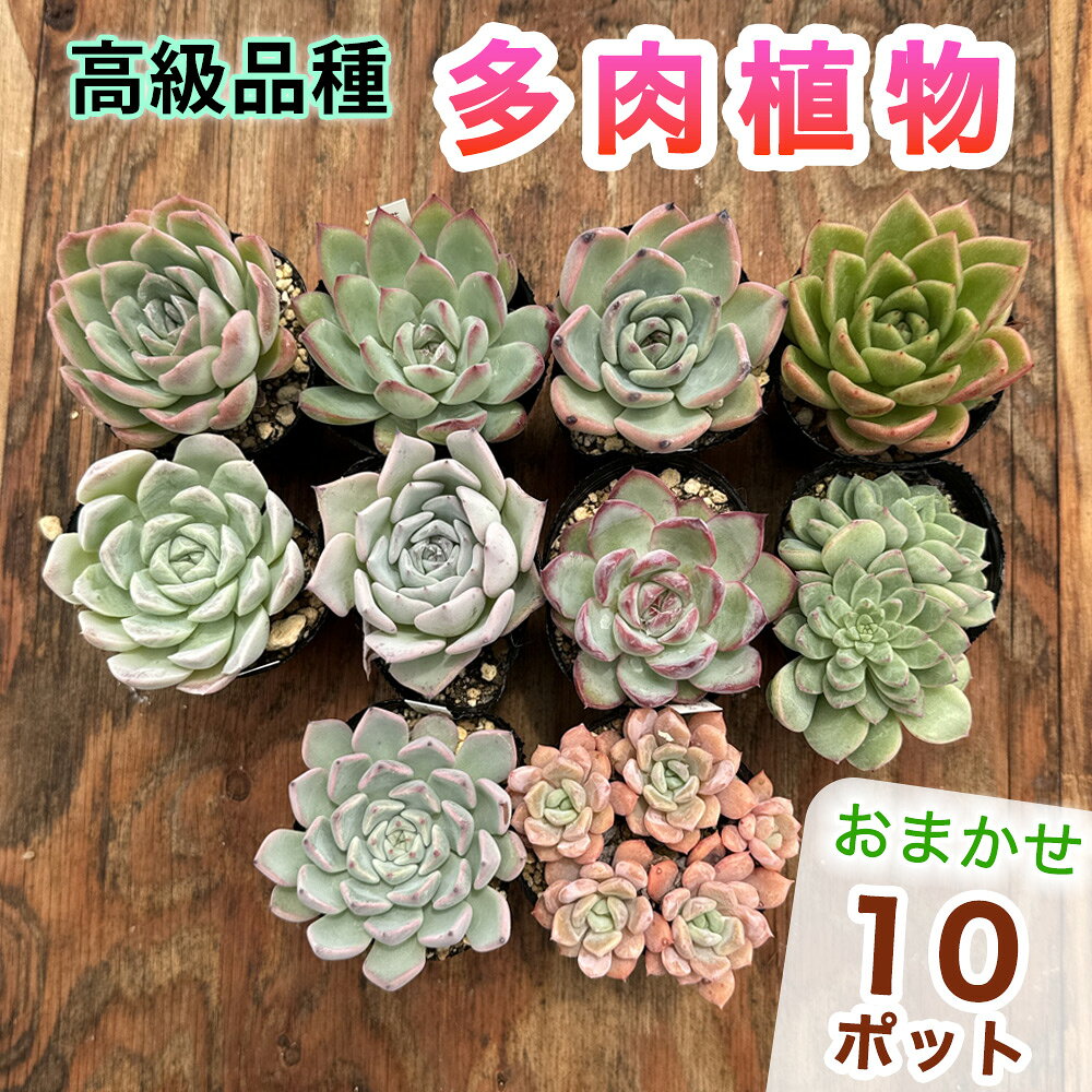 【ふるさと納税】高級品種 多肉植物 苗 おまかせ 10ポット｜ガーデニング 植物 観葉植物 [1258]