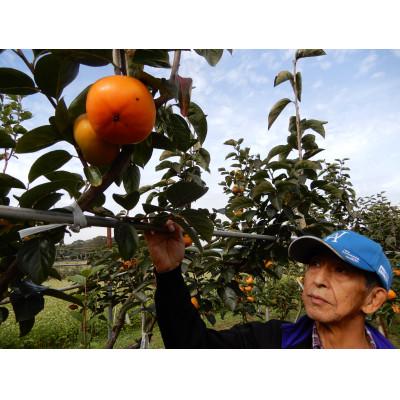 ふるさと納税 かすみがうら市 柿 早生(わせ) 3種セット 9〜12個(約3.5kg) |  | 01