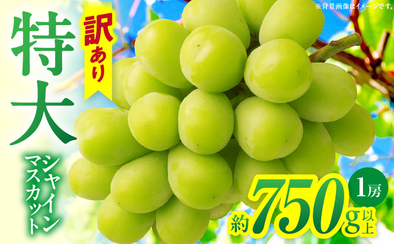 【先行受付】訳あり 特大シャインマスカット1房 約750g マスカット ぶどう ブドウ 葡萄 訳あり 果物 フルーツ 人気 香川 香川県 三木町 特大 大房 大粒 厳選 種なし 皮ごと食べられる ジューシー 糖度が高い 先行受付 先行予約 季節限定 旬 おすすめ mk006-097